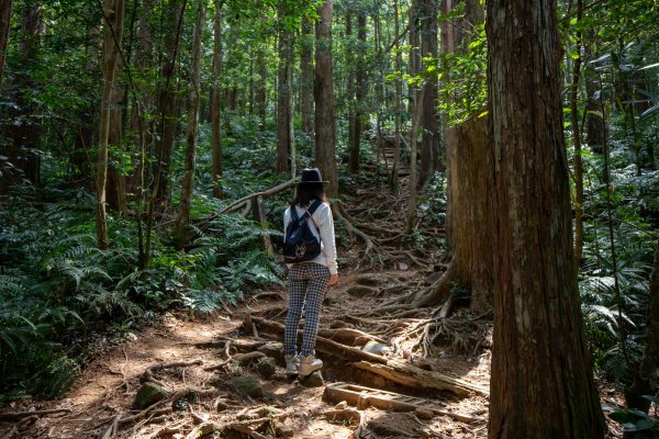 【新竹尖石】北得拉曼巨木步道894752