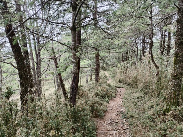 [玉山尋寶任務-08/12] 2025_0824 鹿林山步道_鹿林前山2870908