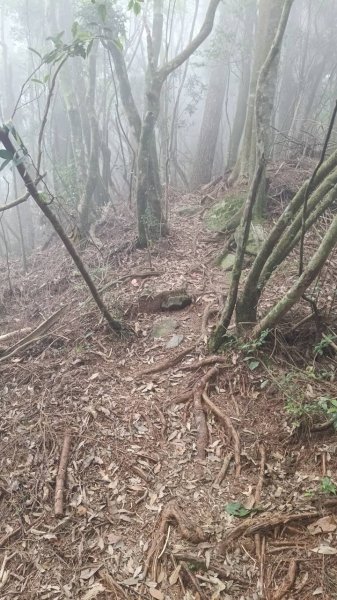 20251010 大雪山國家森林遊樂區 - 船型山林道 登 烏石坑山2911159