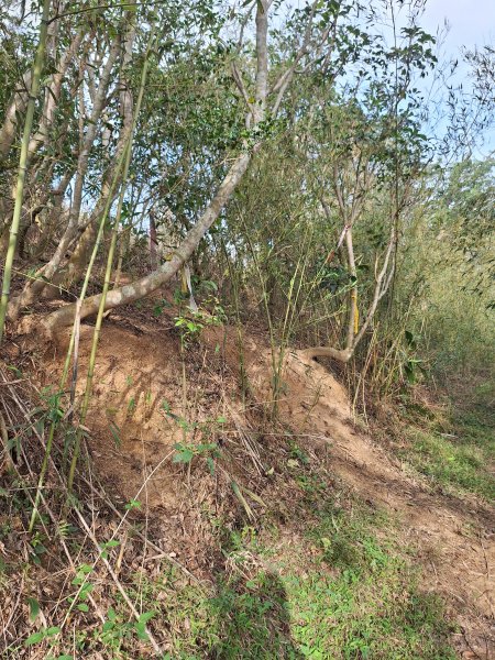 頭份鹿廚坑健行步道2734334