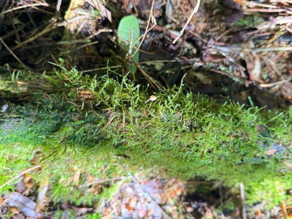 小雪山段國家步道：小雪山資訊站走鞍馬山船形山下收費站3068144