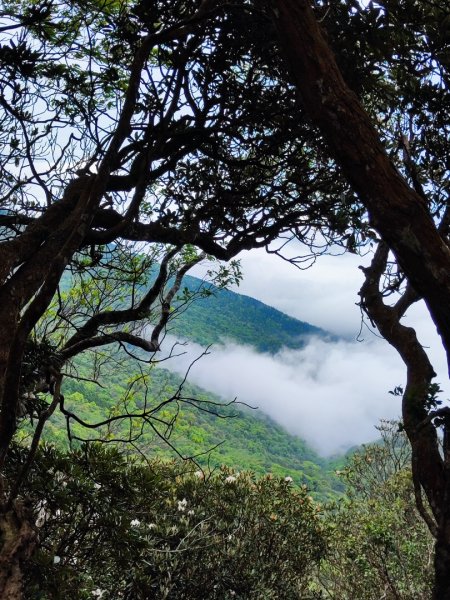 加里山（大坪登山口-杜鵑嶺-避難小屋）2767767