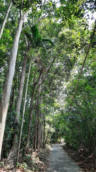 《南投》峰峰相連｜草屯九九峰森林步道O型202509062879233