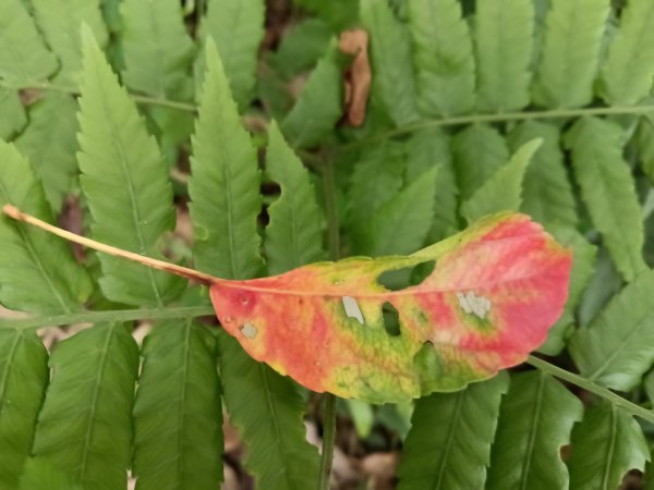 汐止區姜子寮田園步道+旗尾崙+姜子寮絕壁、瀑布O型2822227