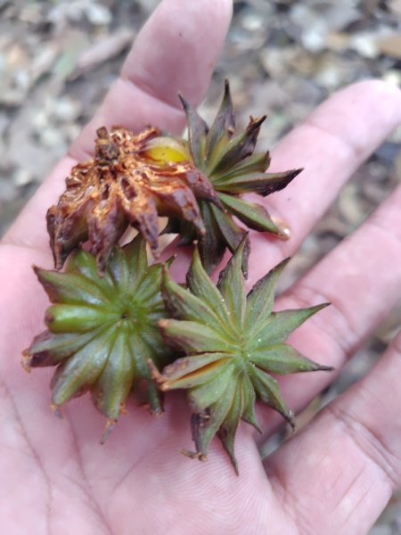 長壽山、肥崠山、醜崠山、大崠山、大崠山經建版2931956