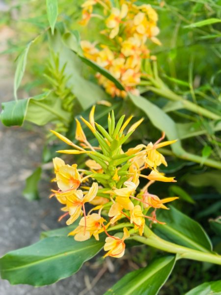 麻竹湖步道走麻竹湖山/阿郡山2820977