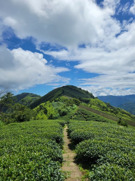 【雲嘉抺茶山】1735903