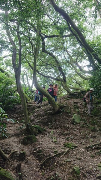 桃園龜山-兔仔坑大棟山987065