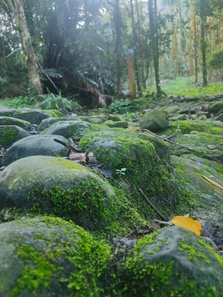 關仔嶺大凍山(夏季不要早上6點來、您會愛上這座山)2552183