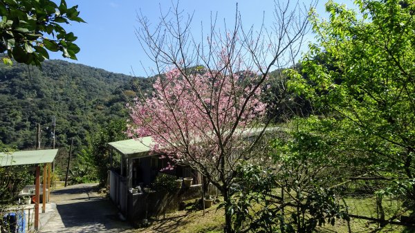 春天的顏色1279642