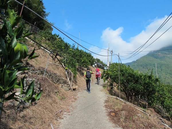 四壯士神木步道x阿冷山(北北峰)787457