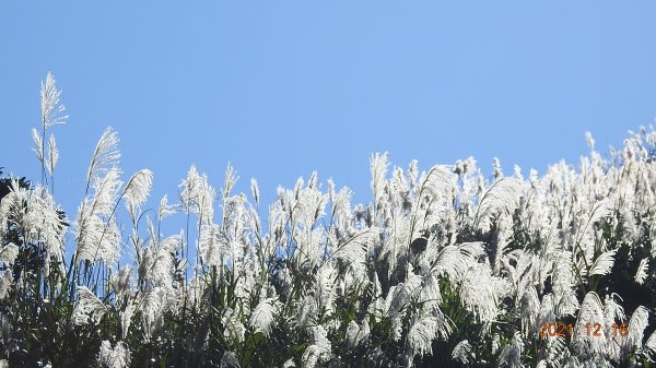 人品大爆發?天道酬勤?雲海好美好滿，芒花季再度大台北三寶之茶壺/半屏/燦光寮山1552230