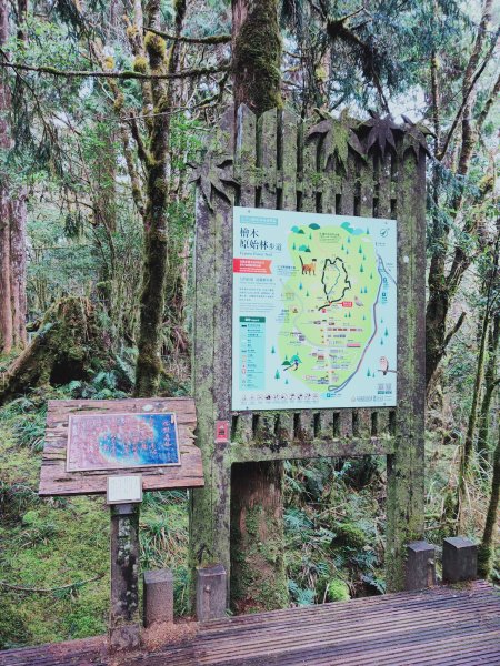 太平山檜木原始林步道1293026