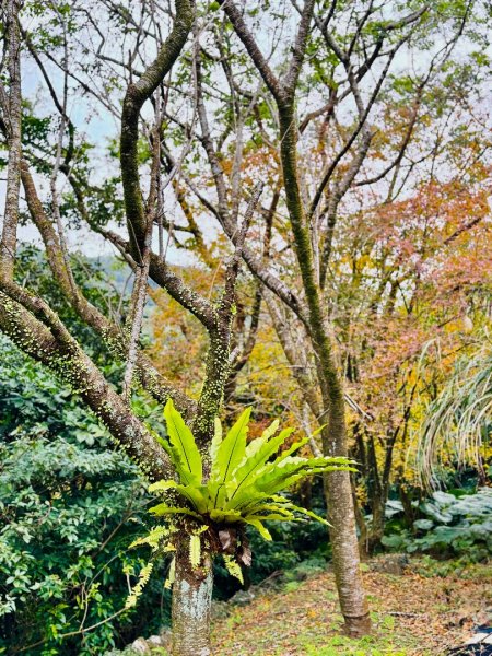 登峰古圳訪高頂山 北五指山 出荷蘭古道 快閃聖人瀑布2983701