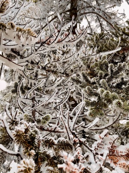 絕美銀白世界 玉山降下今年冬天「初雪」1236011