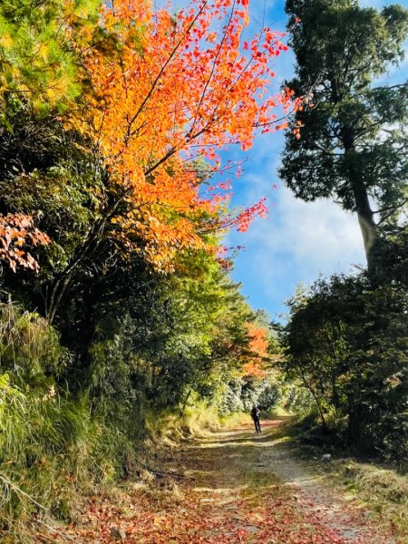 1101211大雪山230林道9.2k/雪山西稜登山口1546540