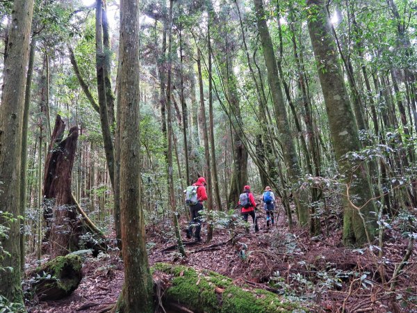 金柑樹山-嶺頭山-忘憂森林 P型連走1218953