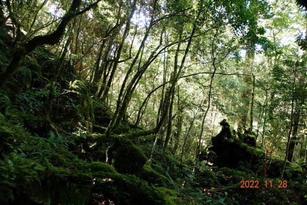 新竹 尖石 司馬庫斯-巨木群步道1932882