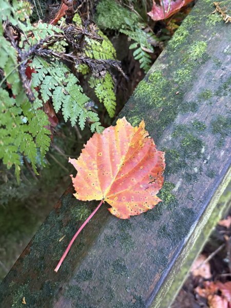 20251225塔山步道(大塔山)2970325