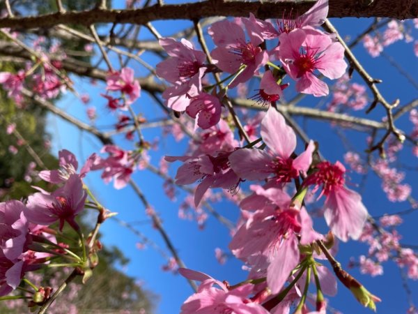 復興鄉悠然秘境櫻花🌸林野餐🧺2722976
