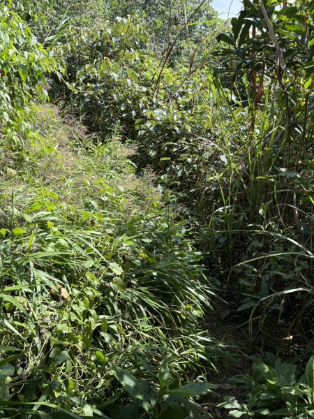 20251011台南刣牛湖山登山步道2915048