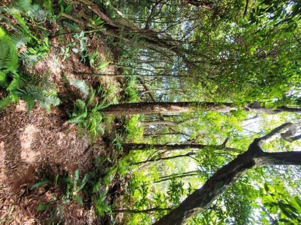 《貴妃那鳥包》O型縱走(貴妃山、那結山、外鳥嘴山、蓮包山)1853992