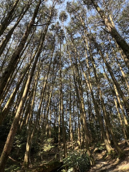 小百岳-稍來山2752432