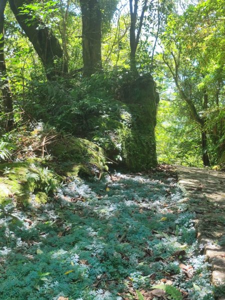 微笑山線五分山系菁桐-平溪-望古2881227