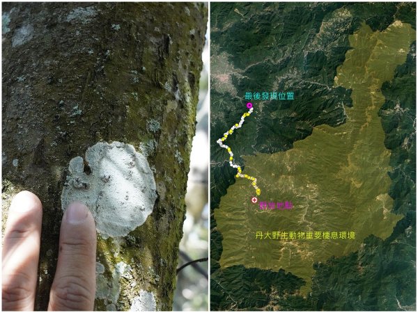 【保育】東卯山黑熊疑為槍傷致死 林務局還原野放決策過程