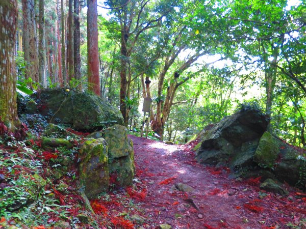 享受楓紅森林浴：東滿步道747403