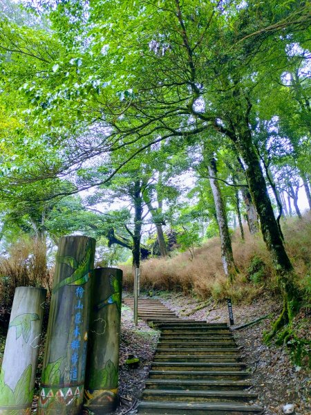 【新竹】觀霧迷幻森林：檜山巨木群步道1111883