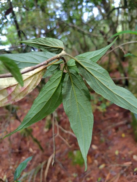 稍來小雪山國家步道、船型山、鞍馬山、鞍馬山東北峰、天池、雪山神木2799712