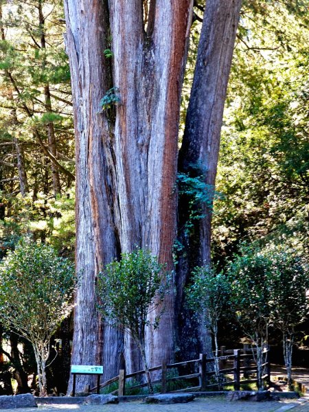大雪山神木步道2962651