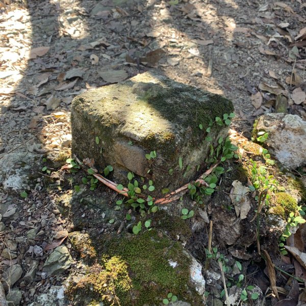 20260207南投雨後頭縱走2998109