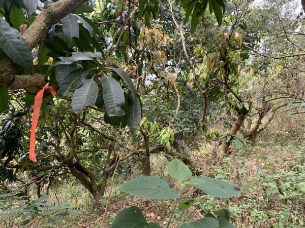 20250403高雄頂荖濃山2757161