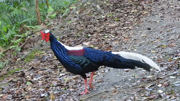 翡翠水庫壩頂 #火燒雲雲海 #日出雲海 #鱷魚島 #藍腹鷴 4/292773452