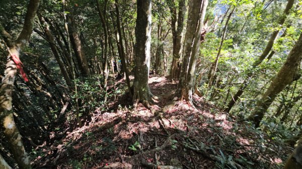 新竹尖石蓮包山+鴛鴦谷鰻潭瀑布O型走2379116