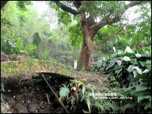    十一指古道包場賞桐花573611