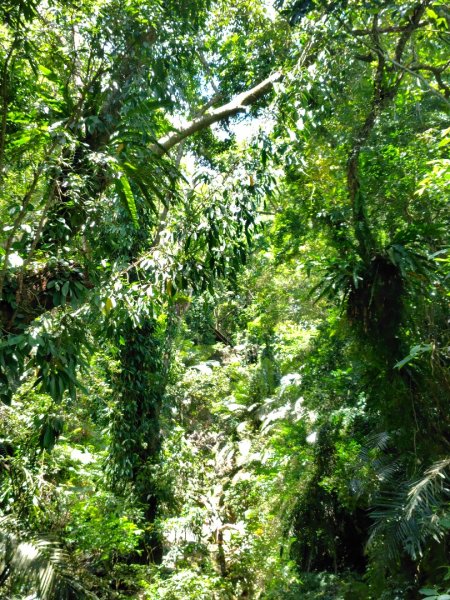 達娜伊谷-里美避難步道-巨石板步道-約富霓2788557