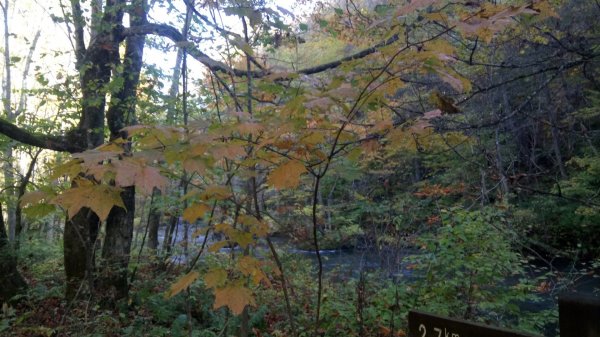 奧入瀨溪健行444363