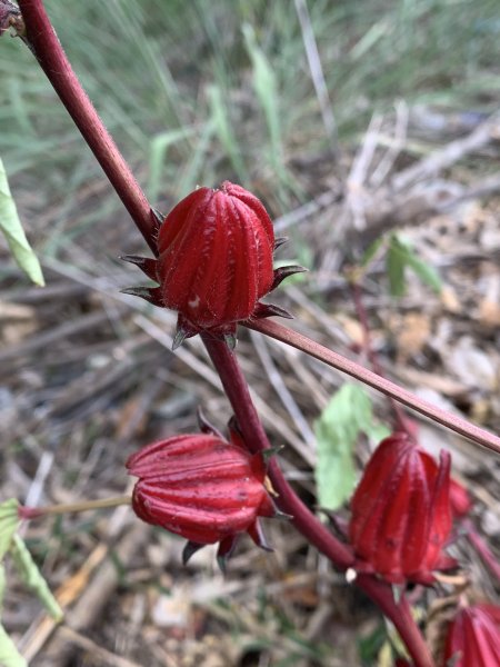 20250503屏東基石-大餉營庄東北2781531