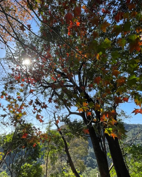 拱北殿賞楓🍁雙湖縱走賞落羽松2686645