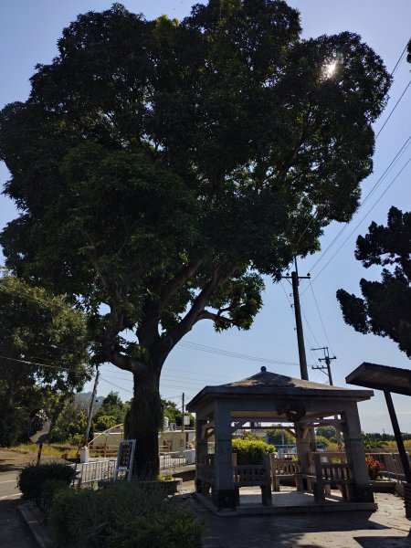 松柏嶺O形2908119