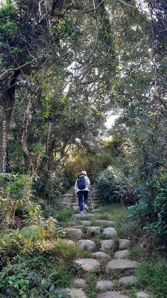 《新竹》湖口老街｜金獅古道O繞茶香及仁和步道202412062663711