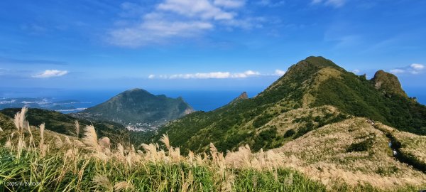 #半屏山 #芒花 11/262946022