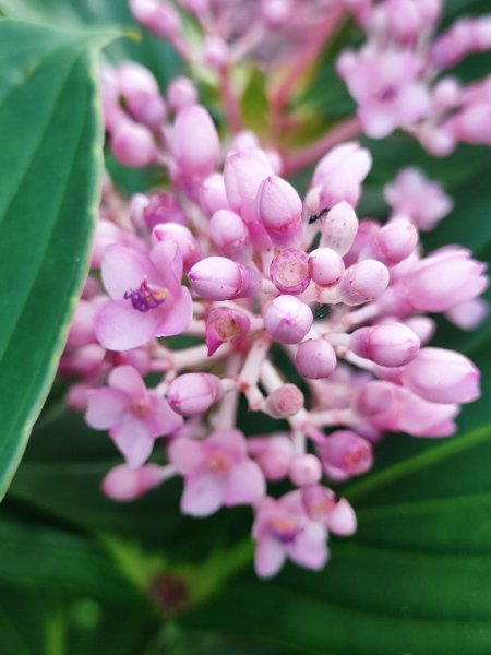 2025台北大縱走二刷2818071