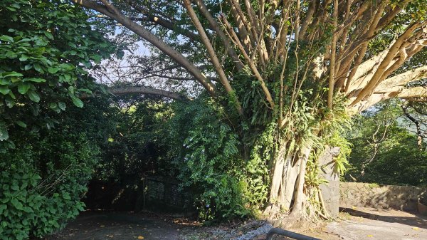 20251002竹子湖三-七窟餐廳-六窟溫泉-廢棄餐廳石佛(消失)-大石閣(騎車爬山)2900651