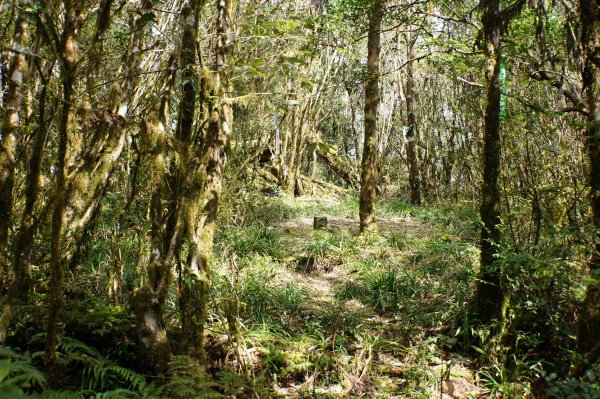 新北 烏來 波露山3000696