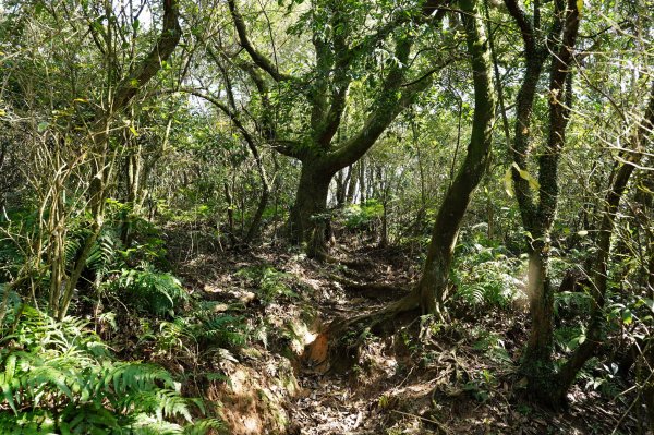 臺北 士林 香對山、頂山、杏林山、北五指山、高頂山、北頂山、馬蕃山、頂山溪山、五指山2703268