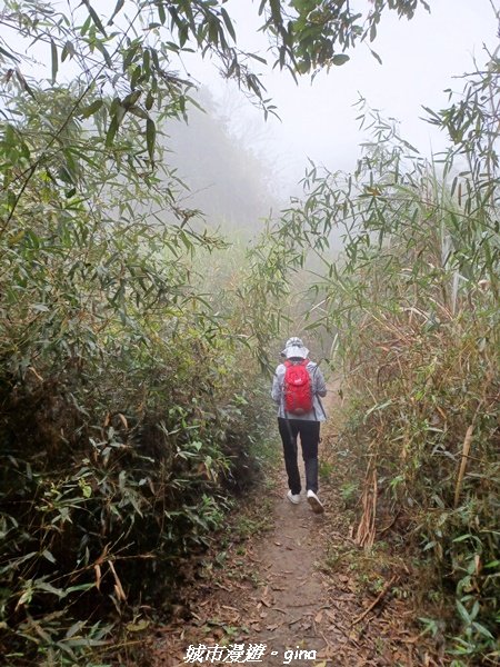 【台南。 南化】迷霧山徑。 小百岳集起來。 編號70小百岳~刣牛湖山登山步道1610476